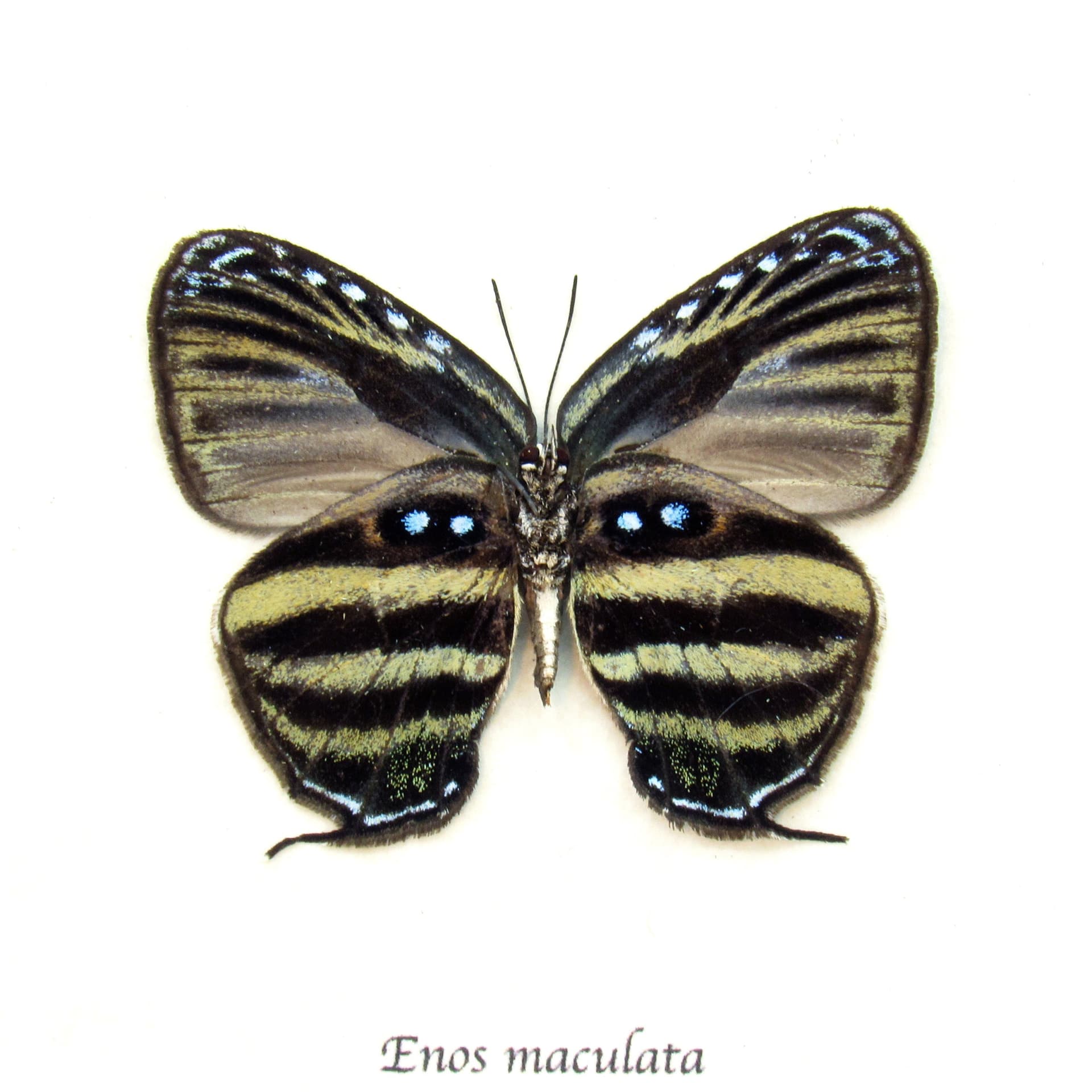 Real Hairstreak butterfly framed taxidermy - Enos maculata