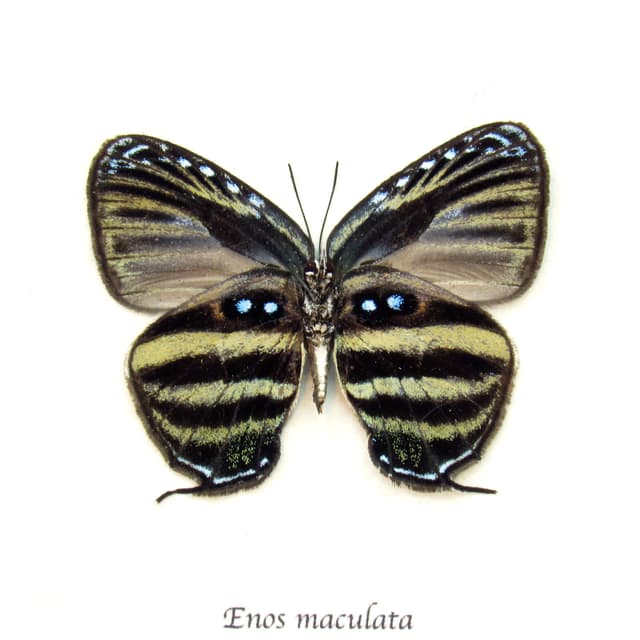 Real Hairstreak butterfly framed taxidermy - Enos maculata