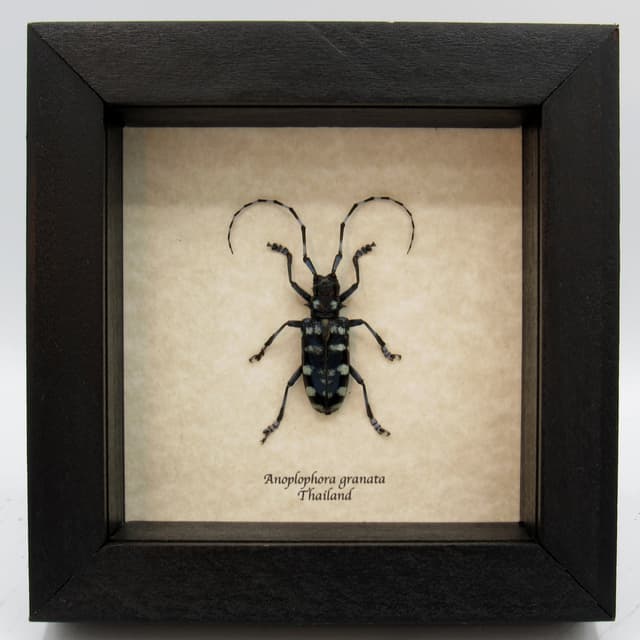 Real blue Longhorn beetle framed taxidermy - Anoplophora granata