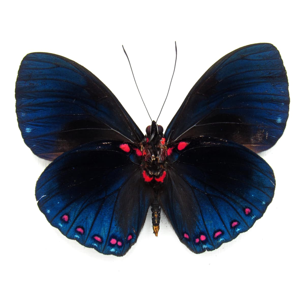Real blue iridescent butterfly framed taxidermy - Hamadryas velutina