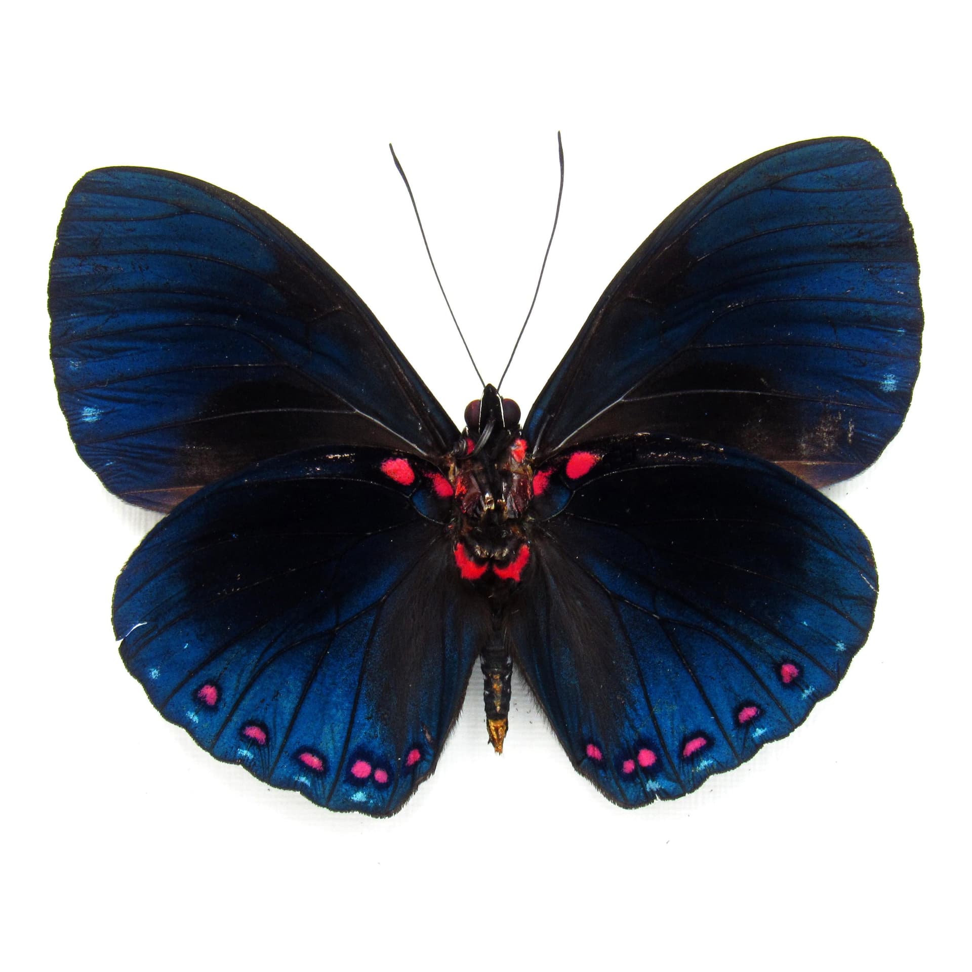 Real blue iridescent butterfly framed taxidermy - Hamadryas velutina
