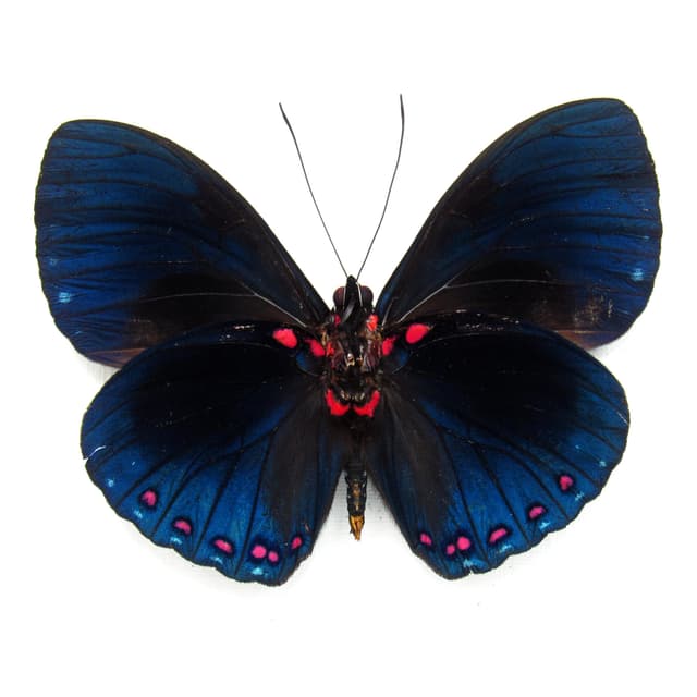 Real blue iridescent butterfly framed taxidermy - Hamadryas velutina