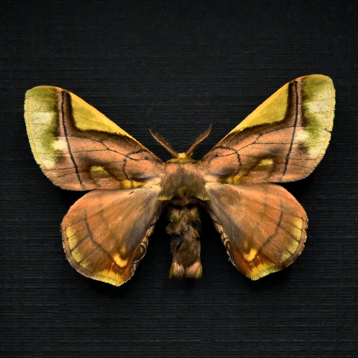 Real American Silkworm Moth framed taxidermy - Hyperthaema sanguineata