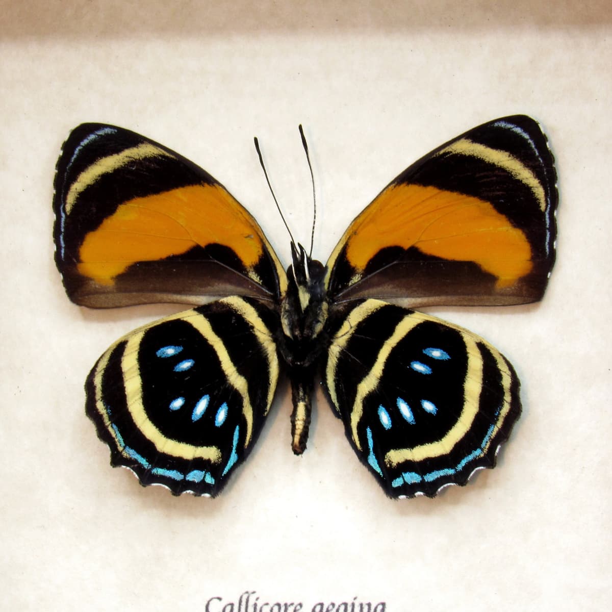 Real framed Aegina Numberwing taxidermy butterfly - Callicore aegina