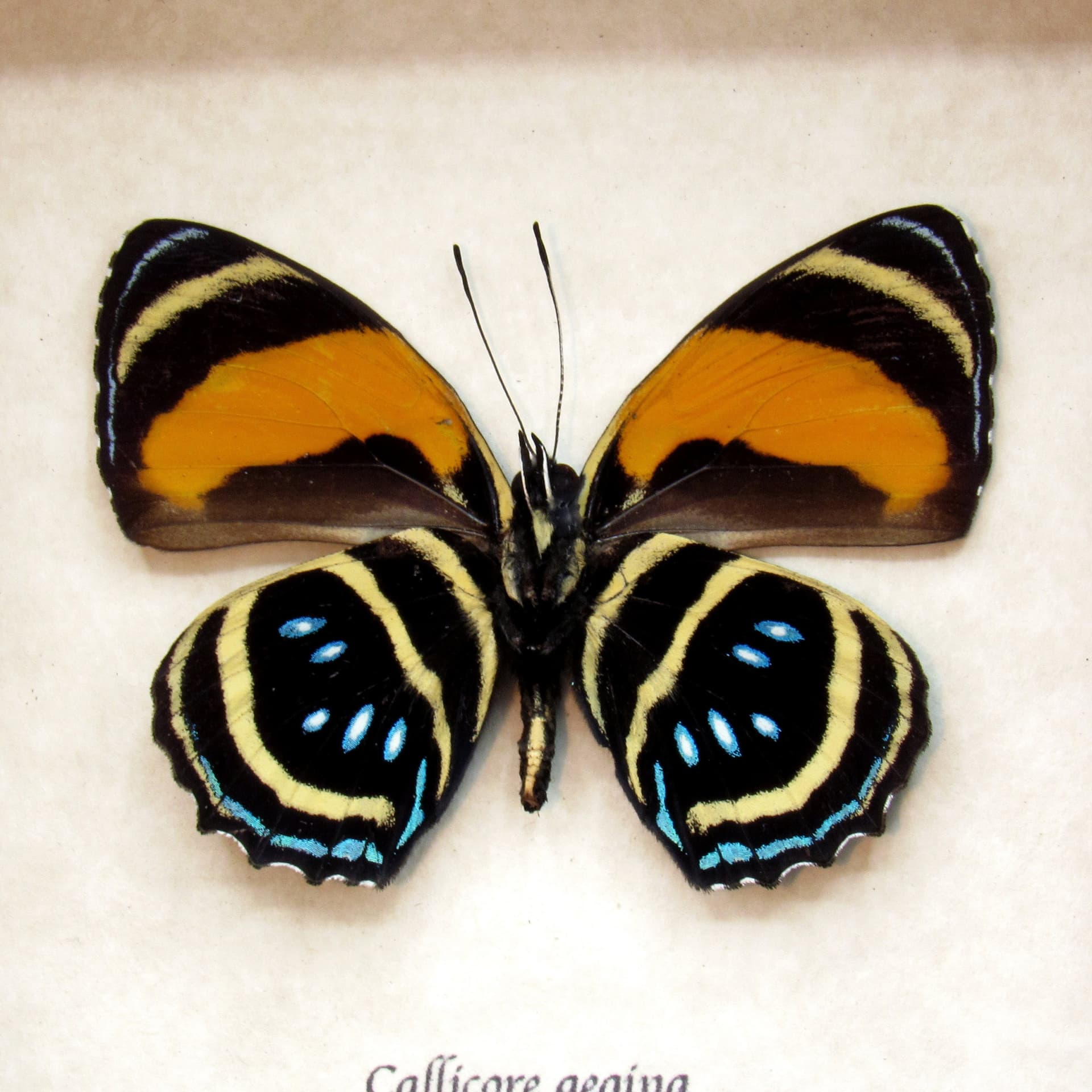 Real framed Aegina Numberwing taxidermy butterfly - Callicore aegina