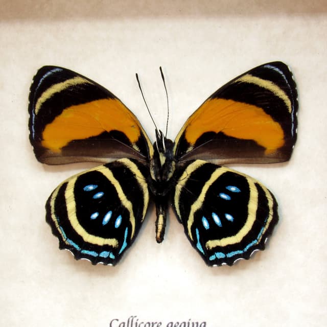 Real framed Aegina Numberwing taxidermy butterfly - Callicore aegina