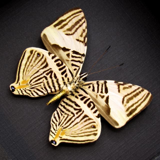 Real Zebra Mosaic butterfly framed taxidermy - Colobura dirce