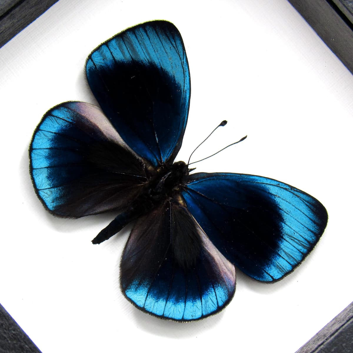 Real metallic blue butterfly framed taxidermy - Asterope leprieuri