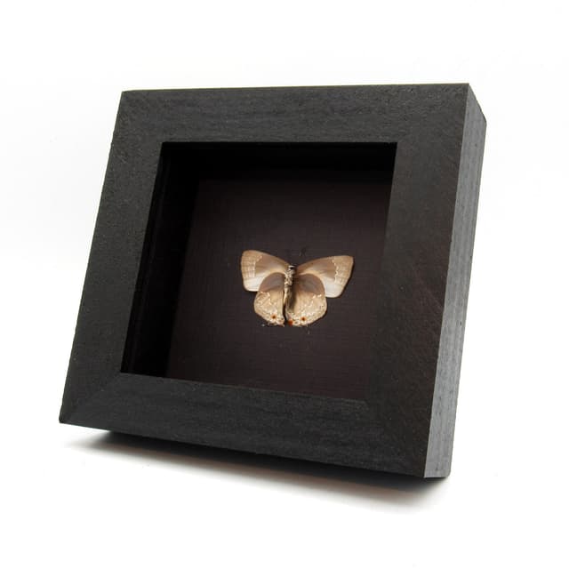 Real Silver Hairstreak butterfly framed taxidermy - Lycaenidae species - Victorian mount