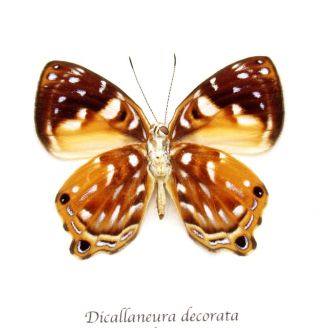Real metallic Metalmark butterfly framed taxidermy - Dicallaneura decorata