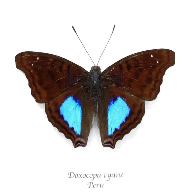 Real Turquoise Emperor butterfly framed taxidermy - Doxocopa cyane - Victorian mount