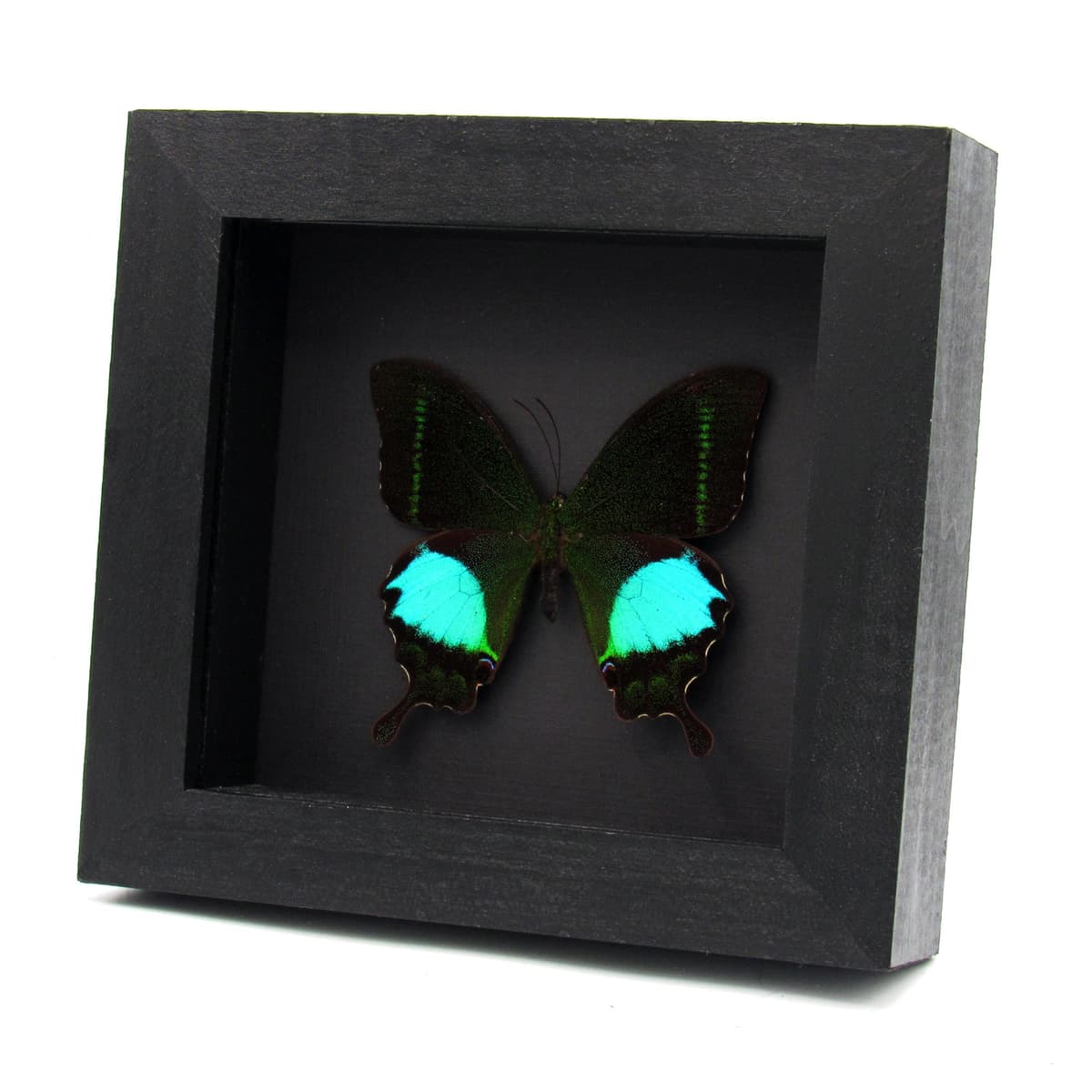 Real Peacock Swallowtail butterfly framed taxidermy - Papilio paris