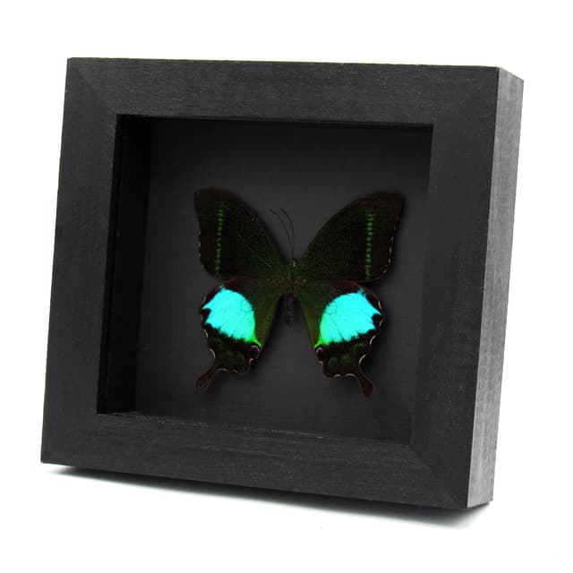 Real Peacock Swallowtail butterfly framed taxidermy - Papilio paris