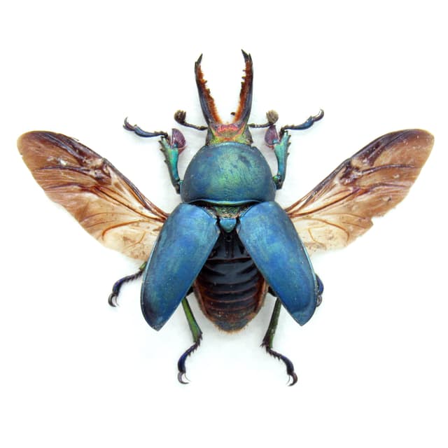 Real Stag beetle framed taxidermy - Lamprima adolphinae