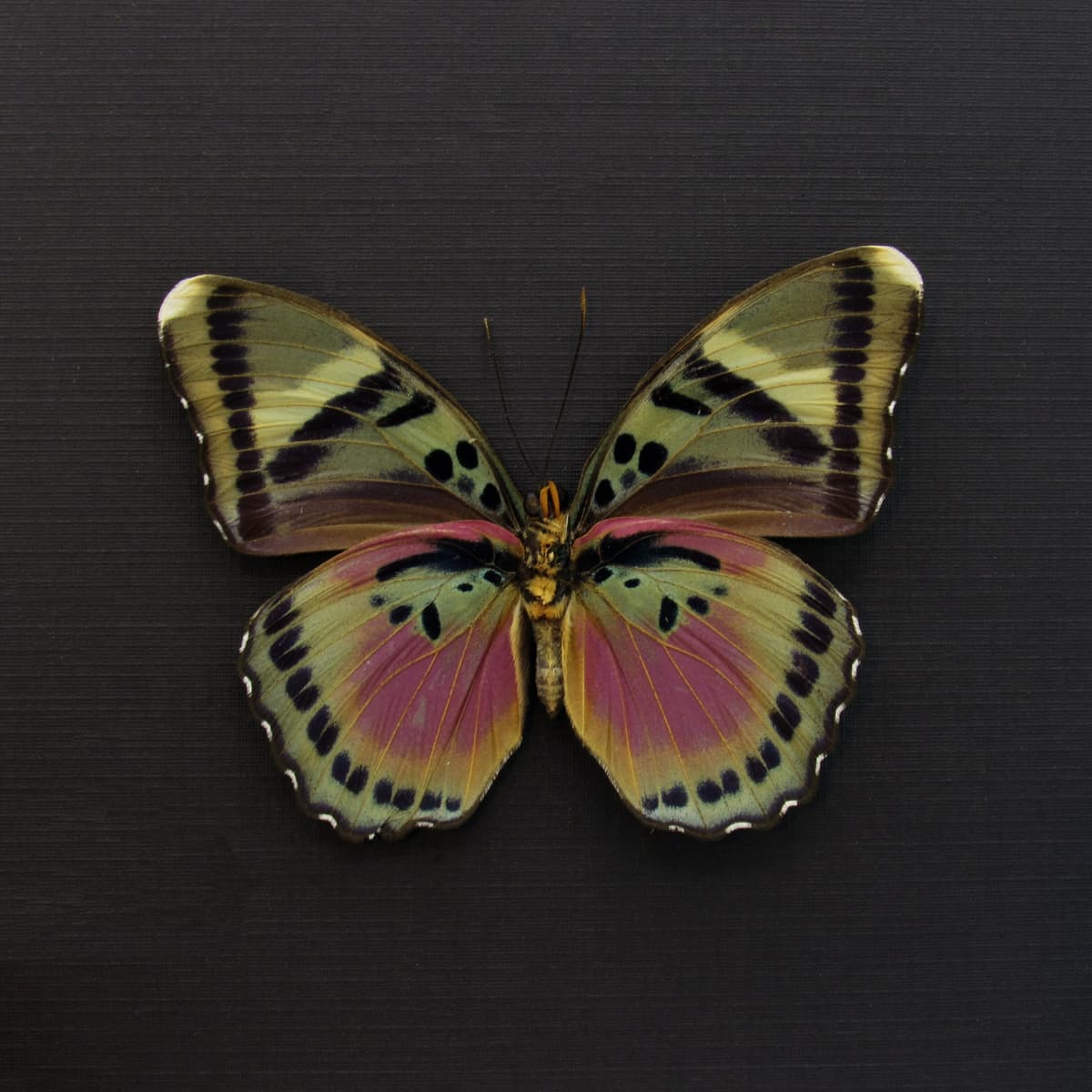Rare fuchsia butterfly framed taxidermy - Euphaedra xypete - XL female