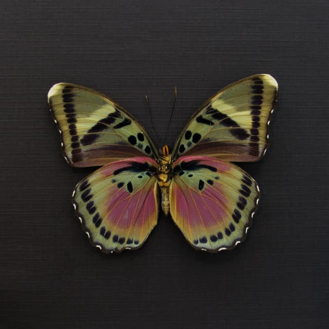 Rare fuchsia butterfly framed taxidermy - Euphaedra xypete - XL female