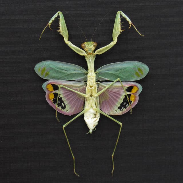 Rare framed Pink Umbrella Mantis taxidermy - Caliris elegans - female