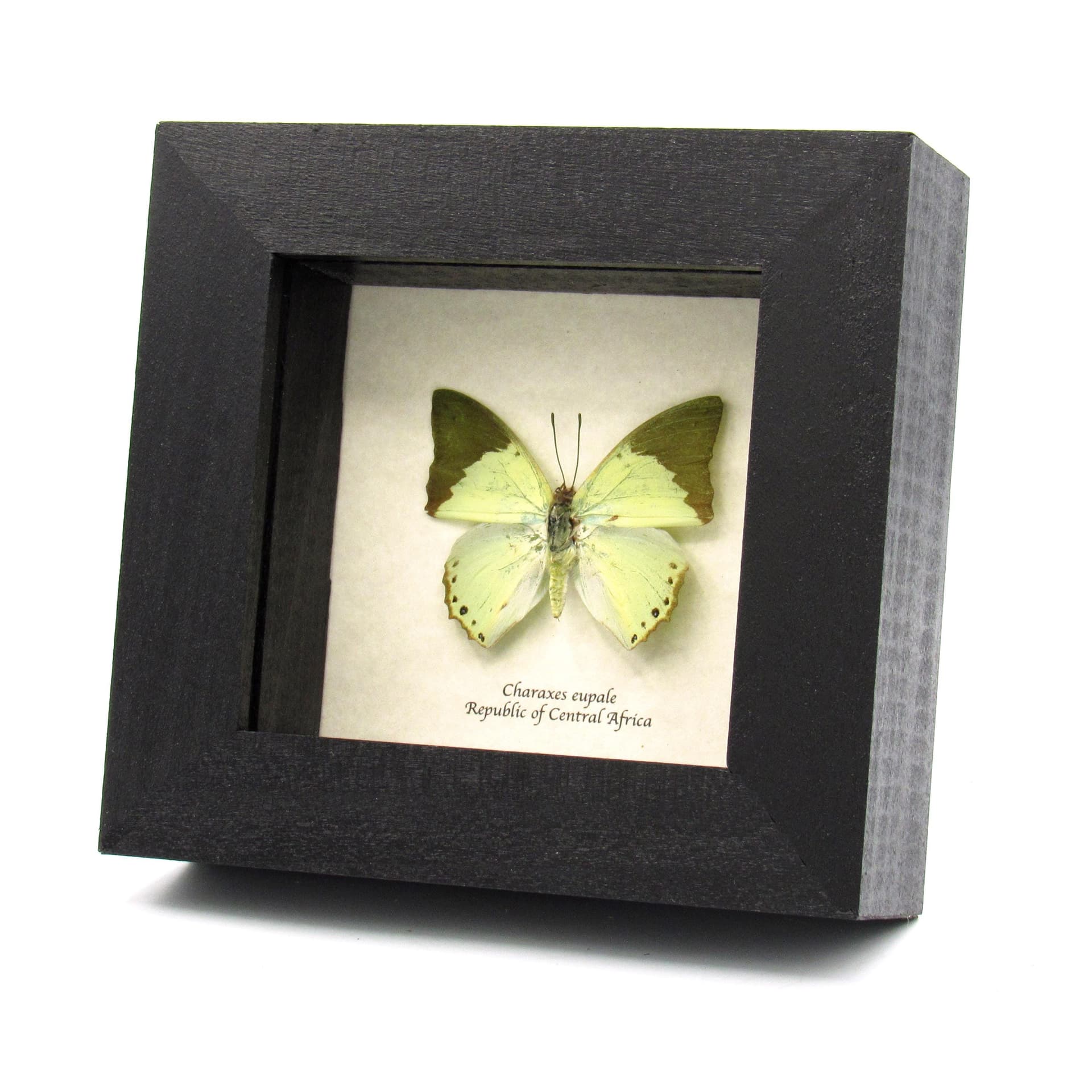 Real green butterfly framed taxidermy - Charaxes eupale
