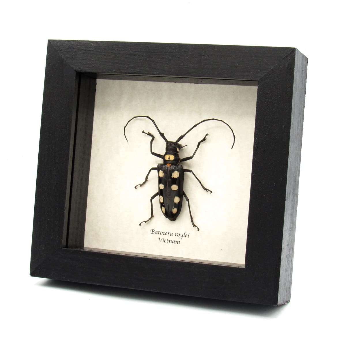 Real long horn beetle framed taxidermy - Batocera roylei