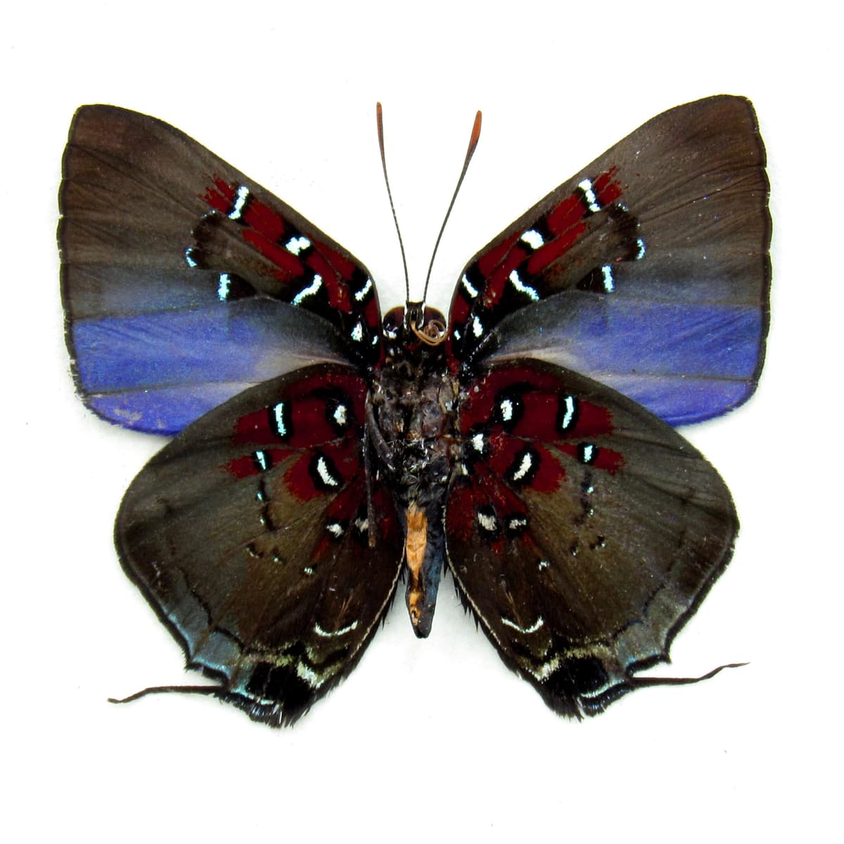 Rare Hairstreak butterfly framed specimen - Brangas getus