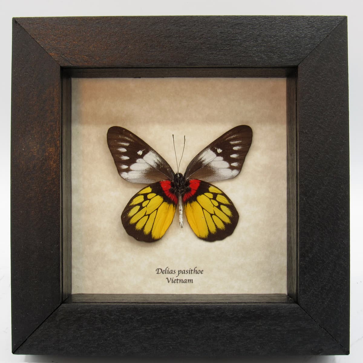 Real yellow butterfly framed taxidermy - Delias pasithoe