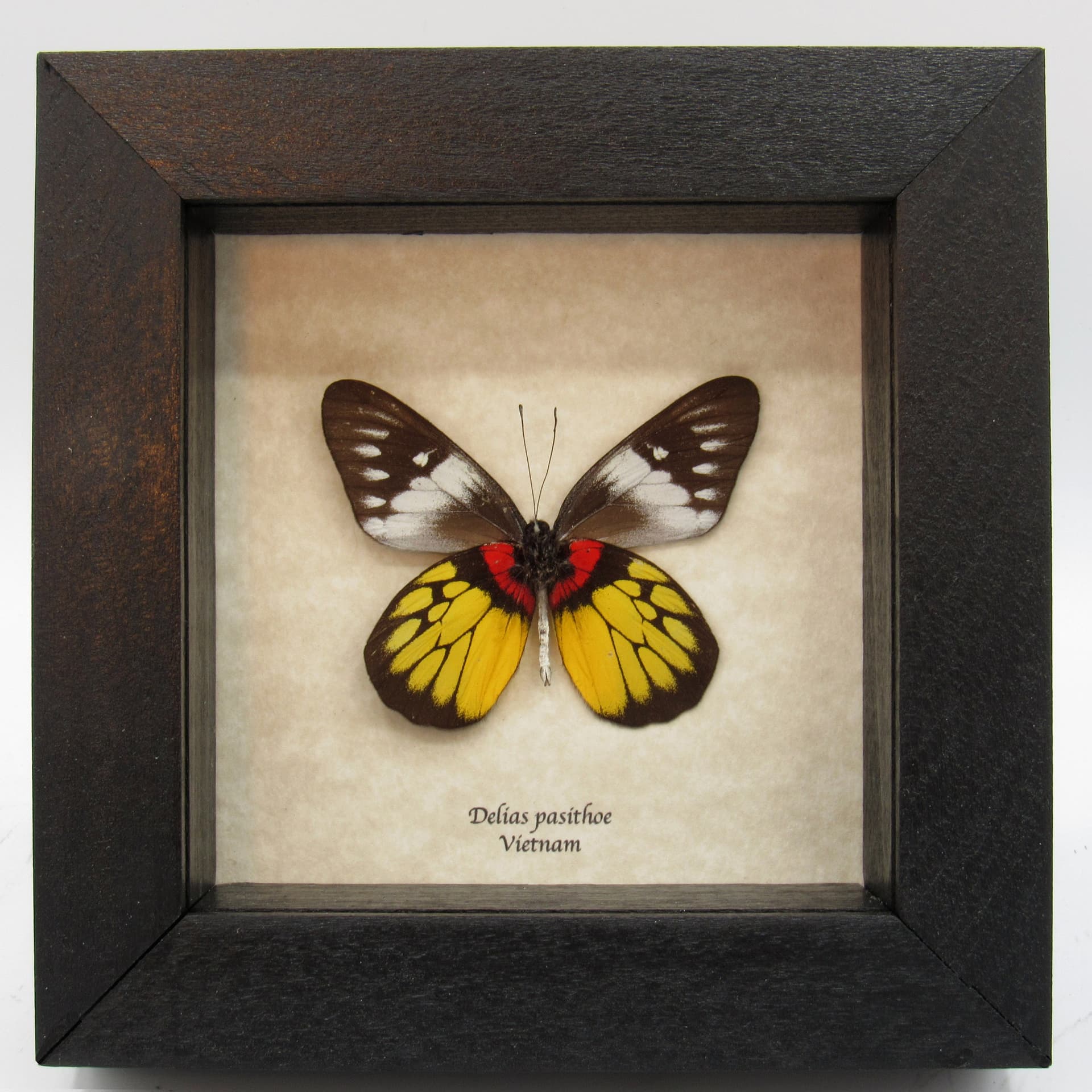 Real yellow butterfly framed taxidermy - Delias pasithoe