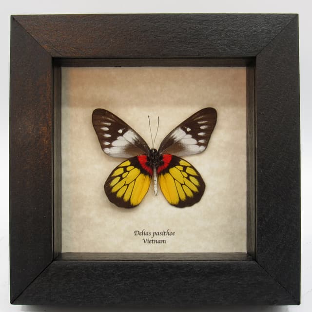 Real yellow butterfly framed taxidermy - Delias pasithoe