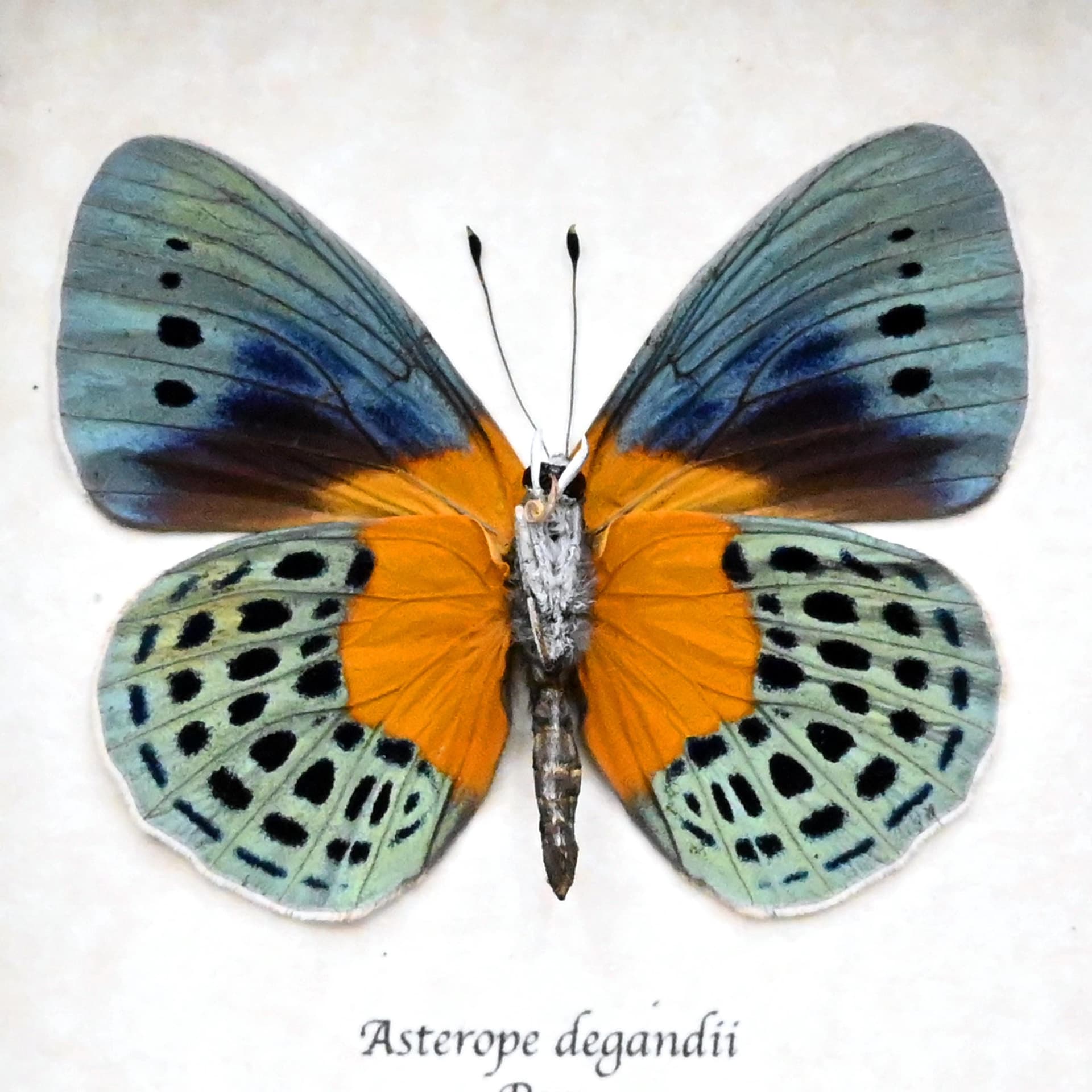 Real metallic butterfly framed taxidermy - Asterope degandii