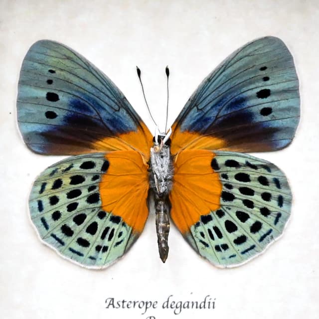 Real metallic butterfly framed taxidermy - Asterope degandii
