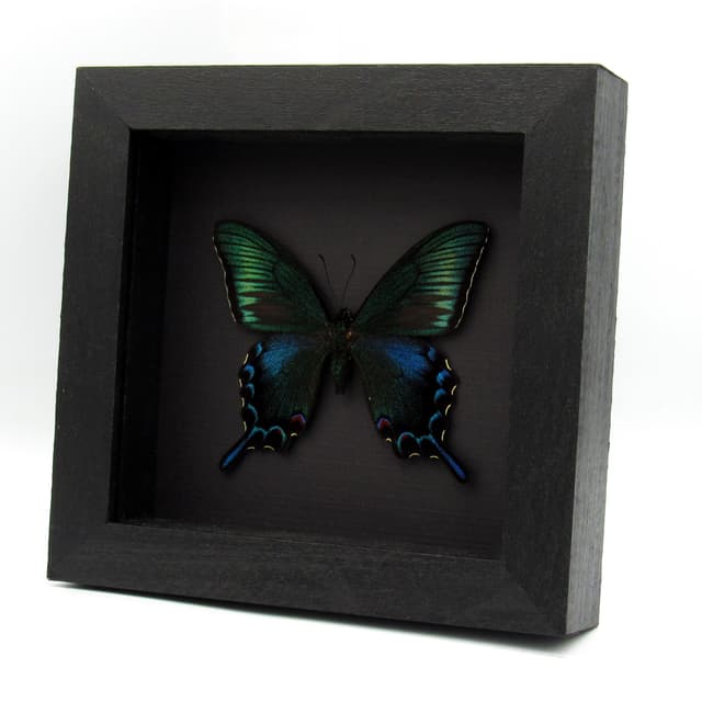 Rare black Peacock butterfly framed taxidermy - Papilio dehaani tokaraensis - spring form