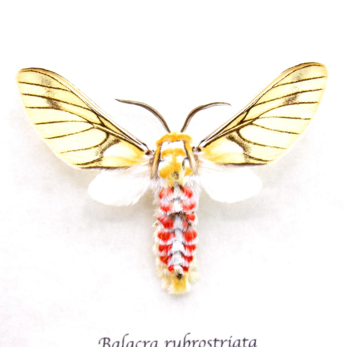 Rare Erebid moth framed taxidermy - Balacra rubrostriata