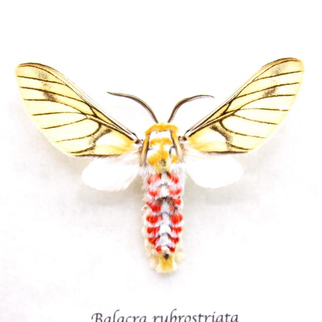 Rare Erebid moth framed taxidermy - Balacra rubrostriata
