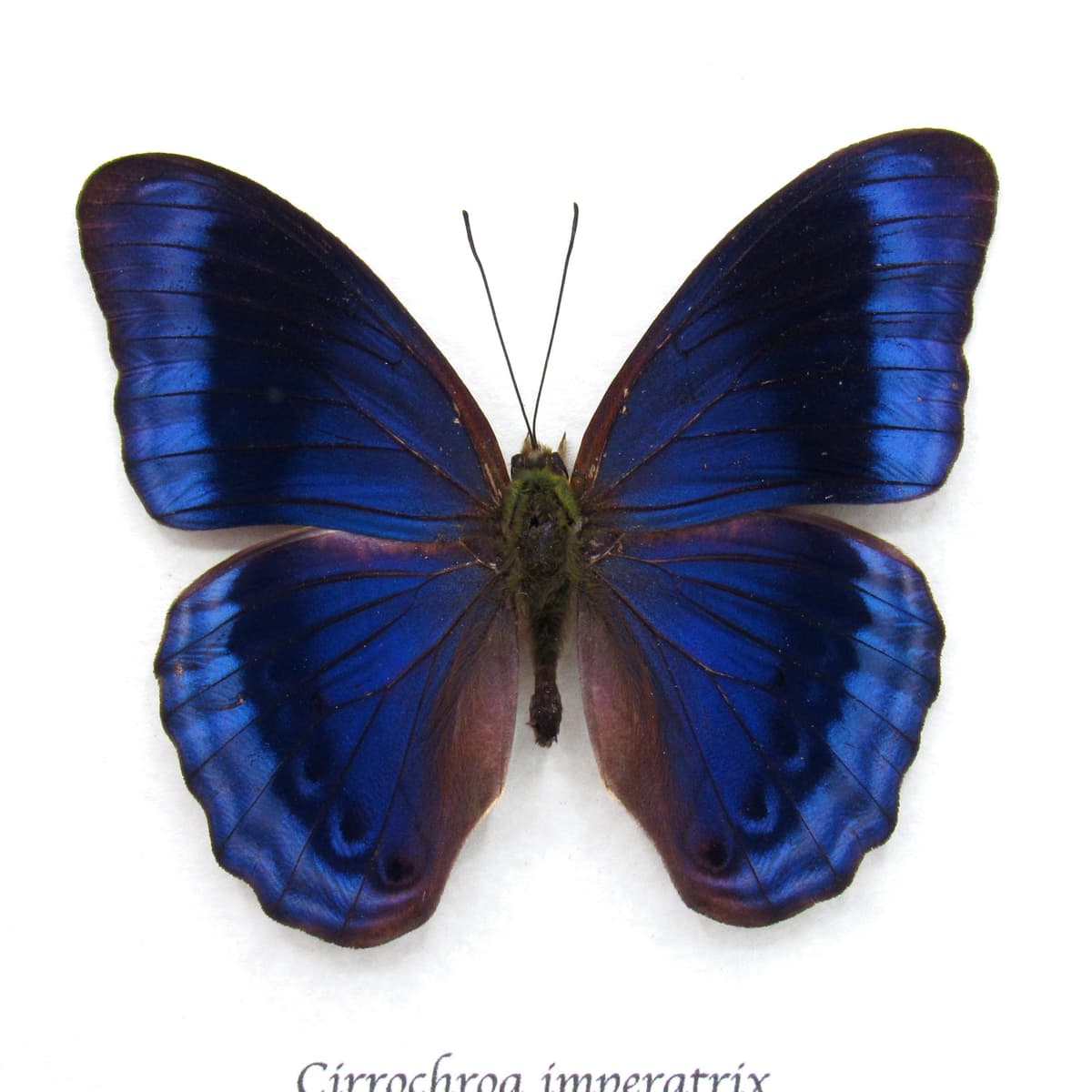 Rare blue butterfly framed specimen - Cirrochroa imperatrix