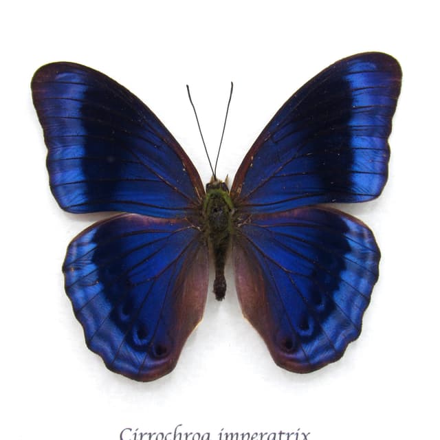 Rare blue butterfly framed specimen - Cirrochroa imperatrix