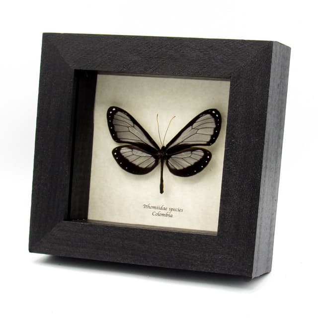 Real black Ithomiine Longwing butterfly framed taxidermy - Ithomiidae species