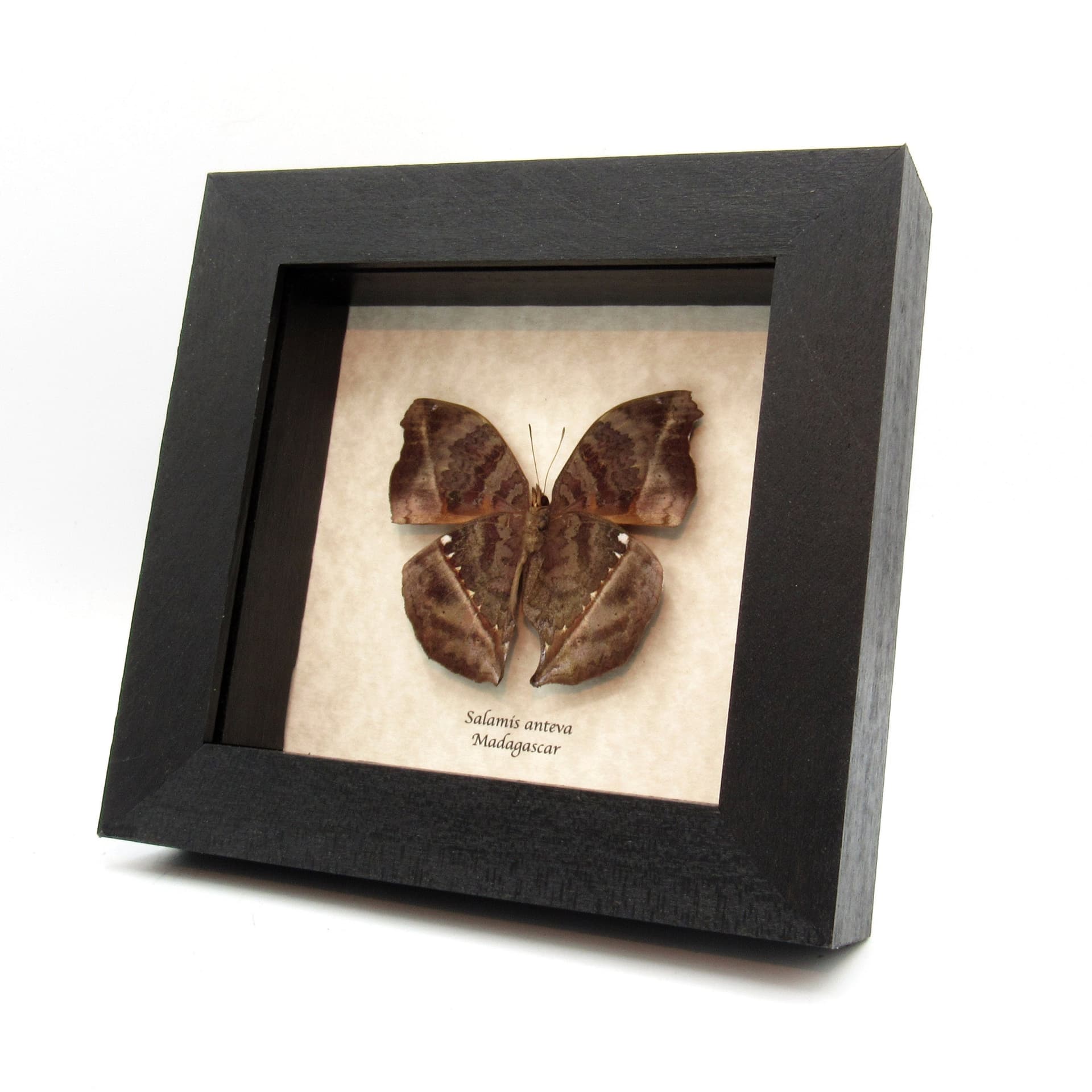 Real Leaf mimic butterfly framed taxidermy - Salamis anteva