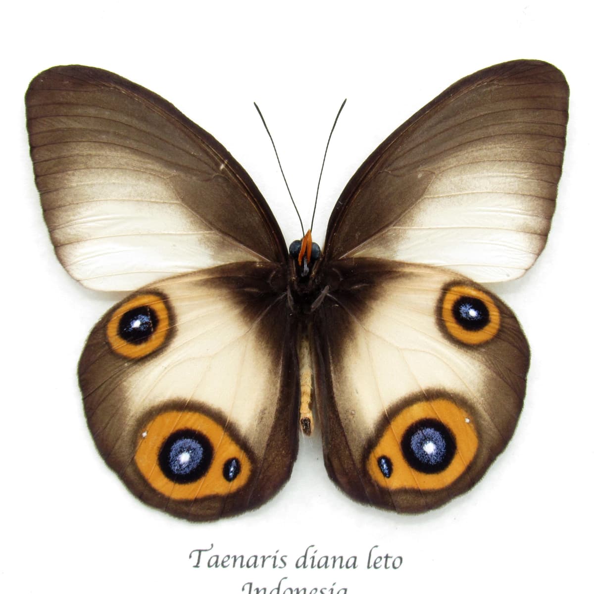Large Diana Owl butterfly framed specimen - Taenaris diana leto