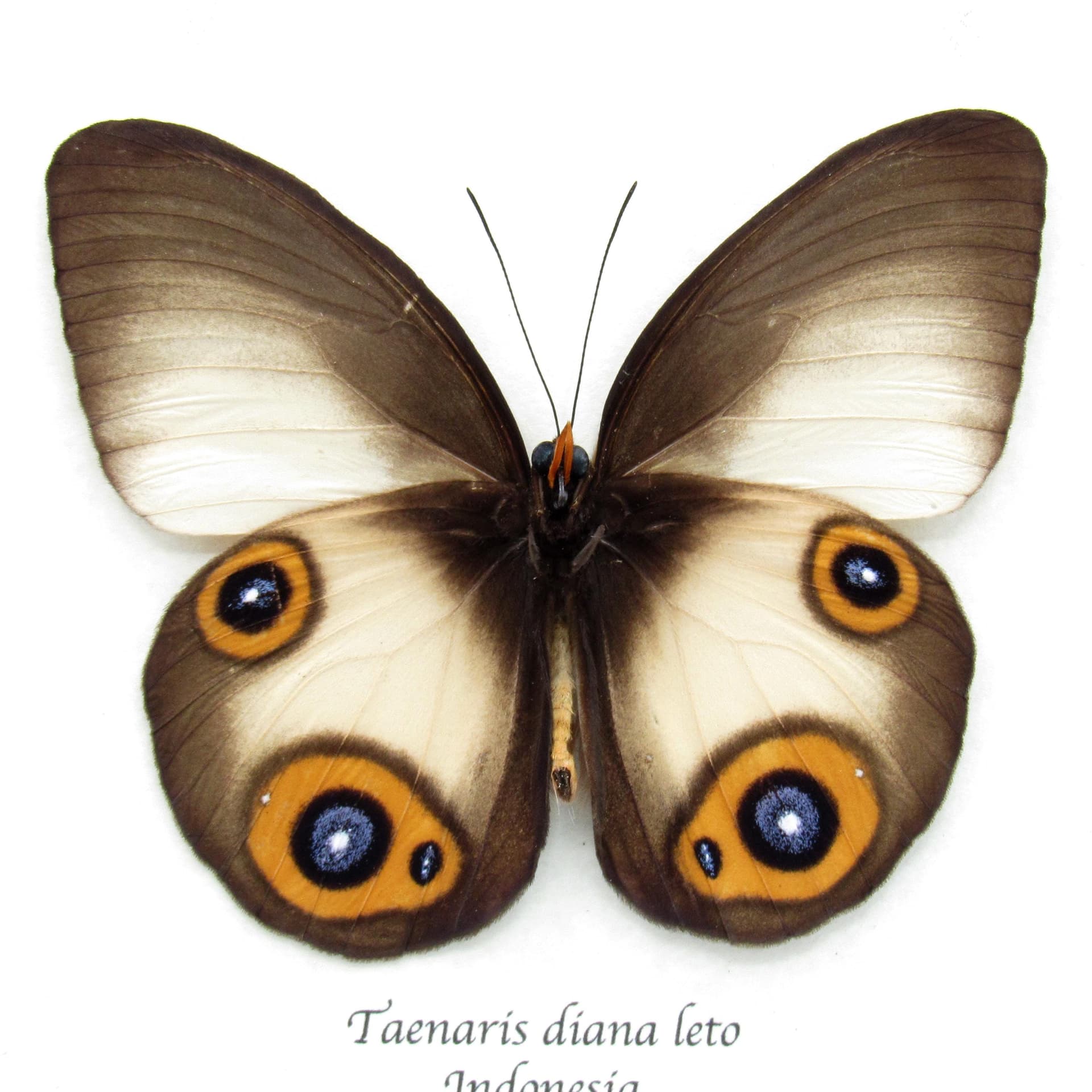 Large Diana Owl butterfly framed specimen - Taenaris diana leto