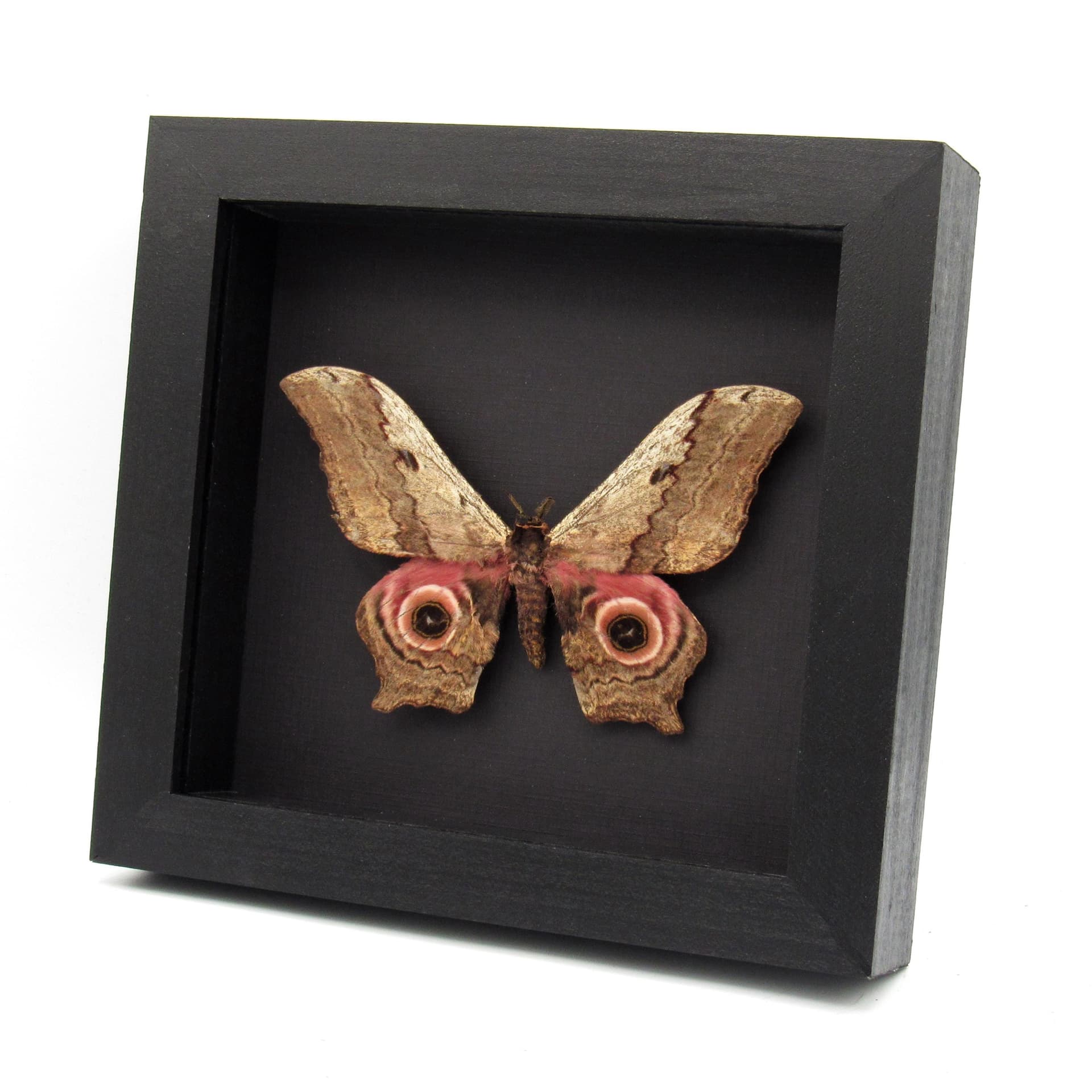 Rare Giant Saturn moth framed taxidermy - Athletes ethra