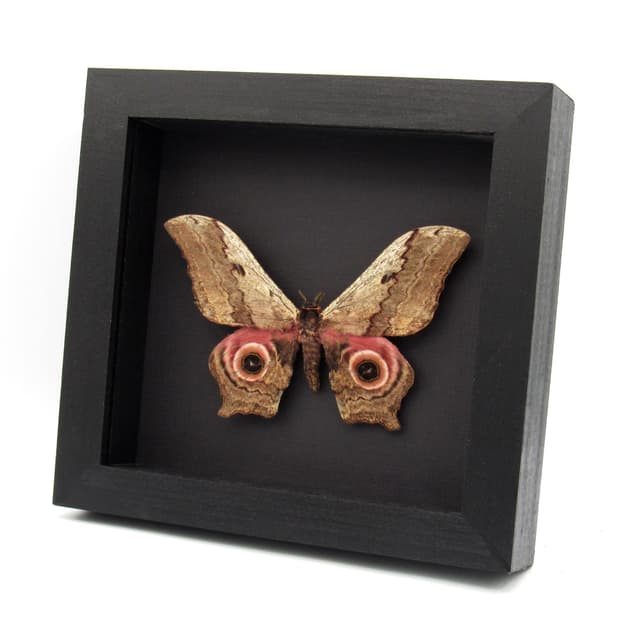 Rare Giant Saturn moth framed taxidermy - Athletes ethra