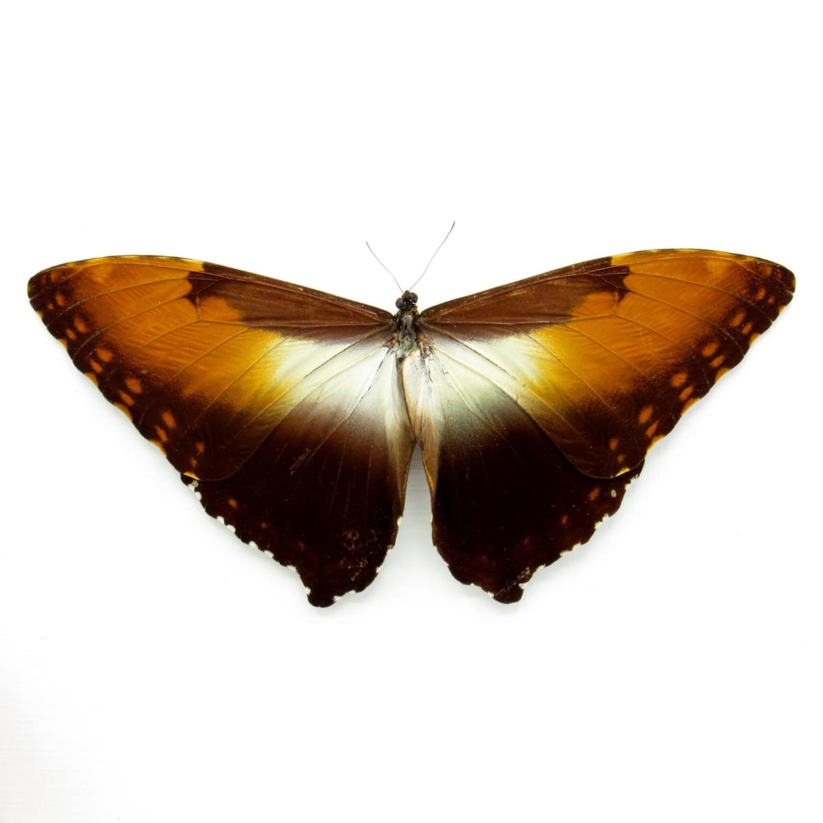 Real Sunset butterfly framed taxidermy - Morpho hecuba obidonus - Victorian mount