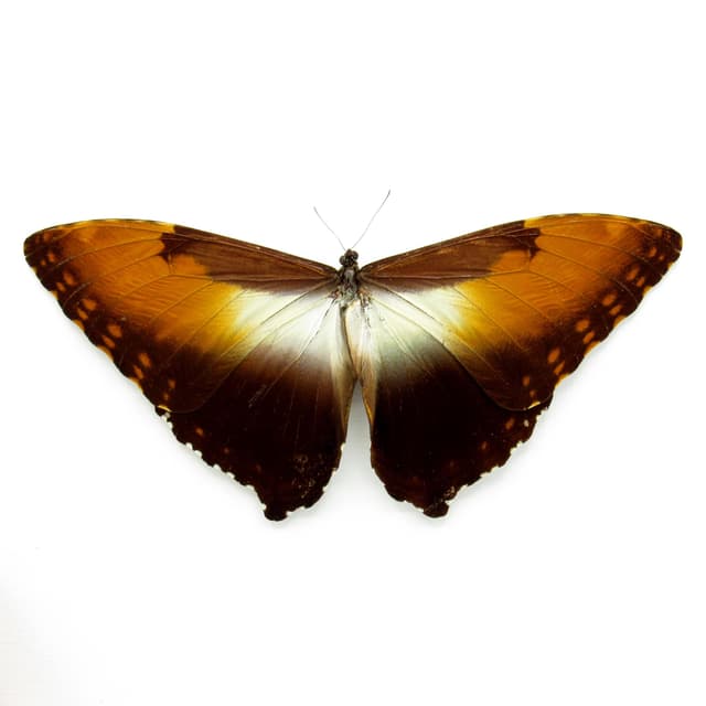 Real Sunset butterfly framed taxidermy - Morpho hecuba obidonus - Victorian mount