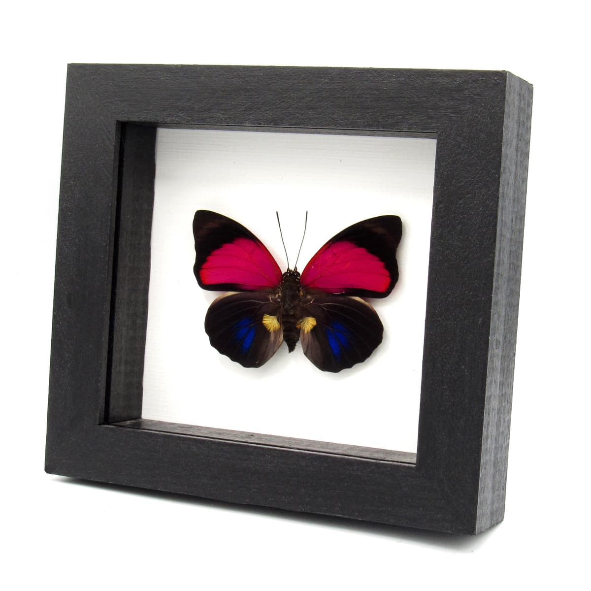 Real Brush-footed butterfly framed taxidermy - Agrias claudina lugens