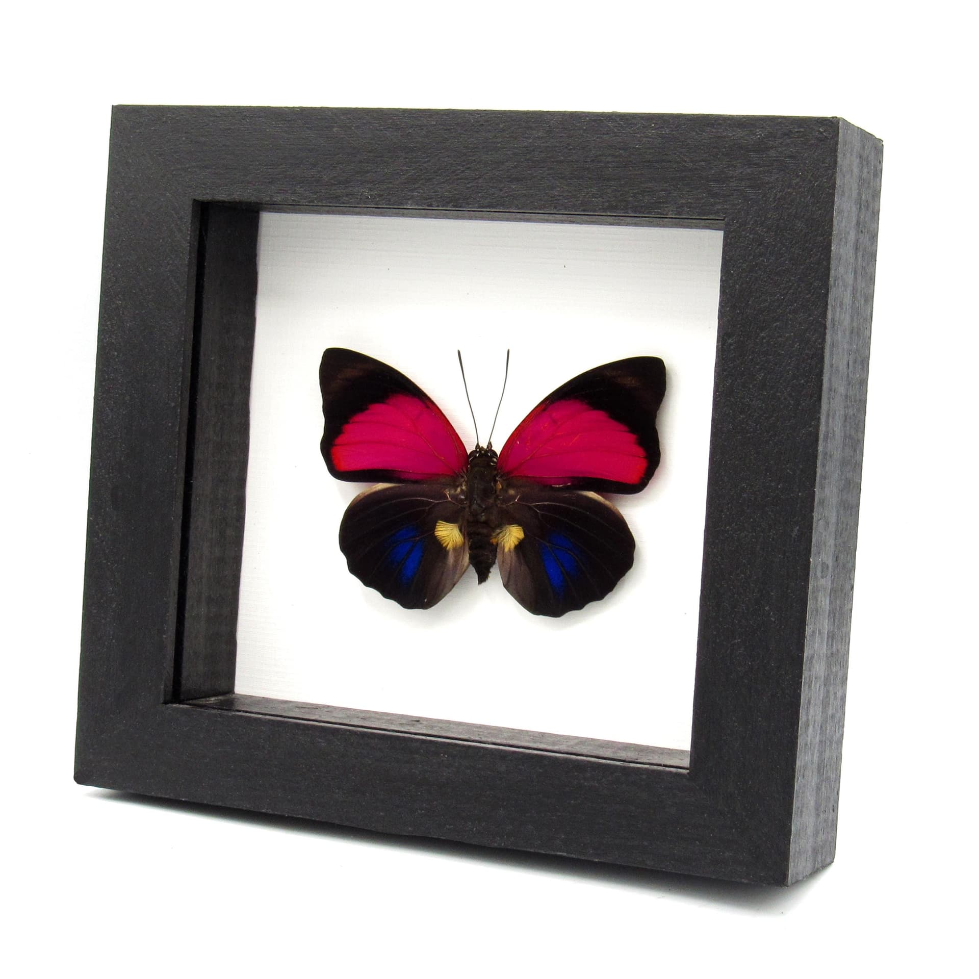 Real Brush-footed butterfly framed taxidermy - Agrias claudina lugens
