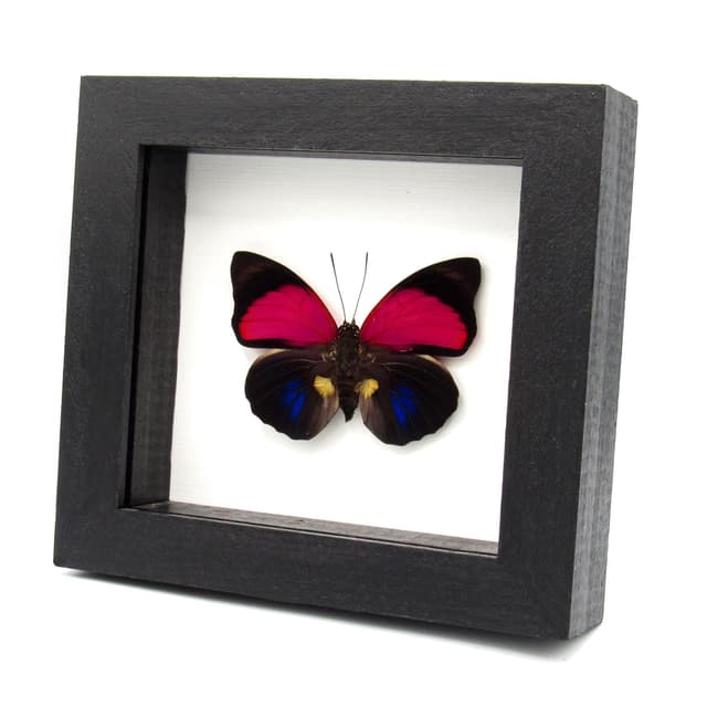 Real Brush-footed butterfly framed taxidermy - Agrias claudina lugens