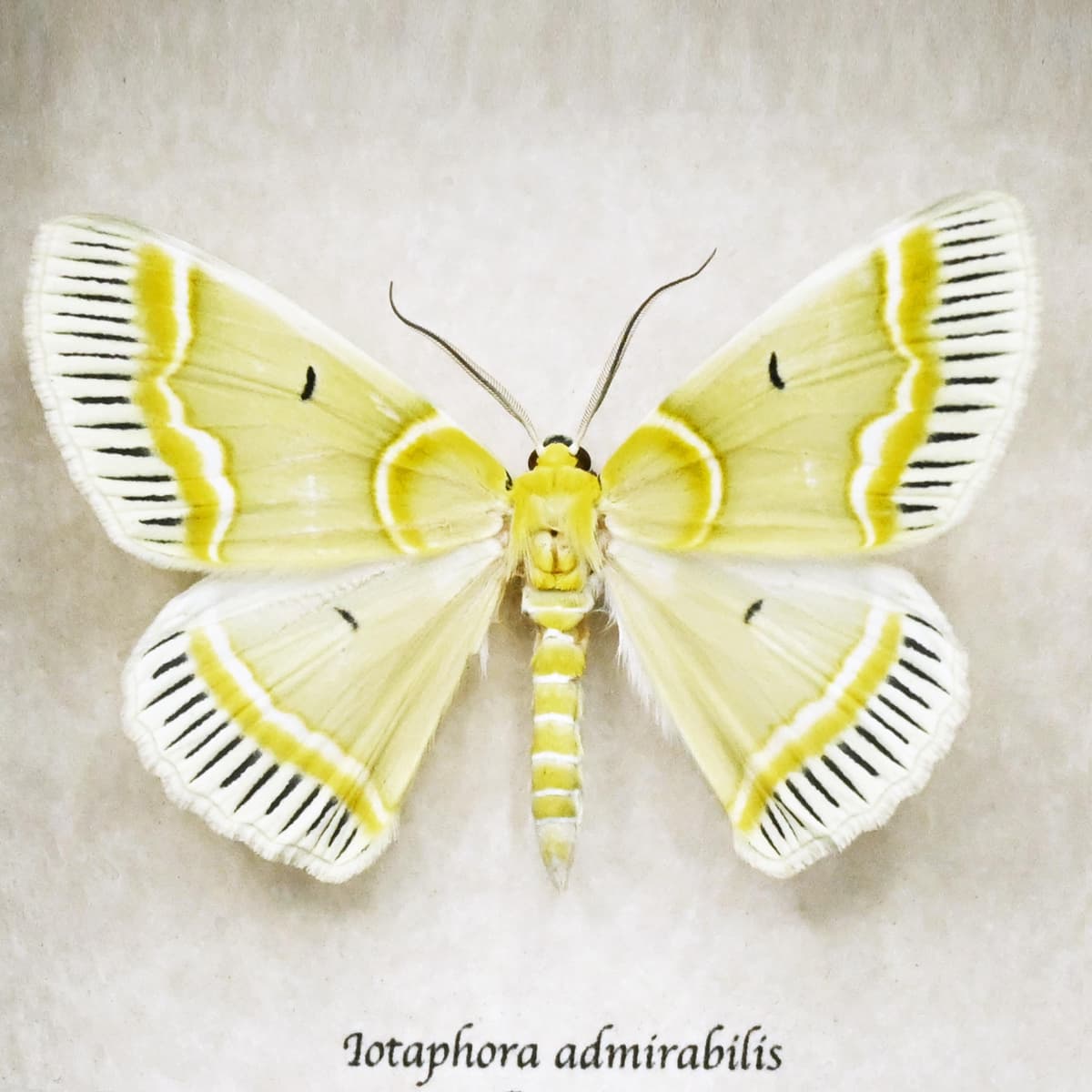 Real green Geometer moth framed taxidermy - Iotaphora admirabilis