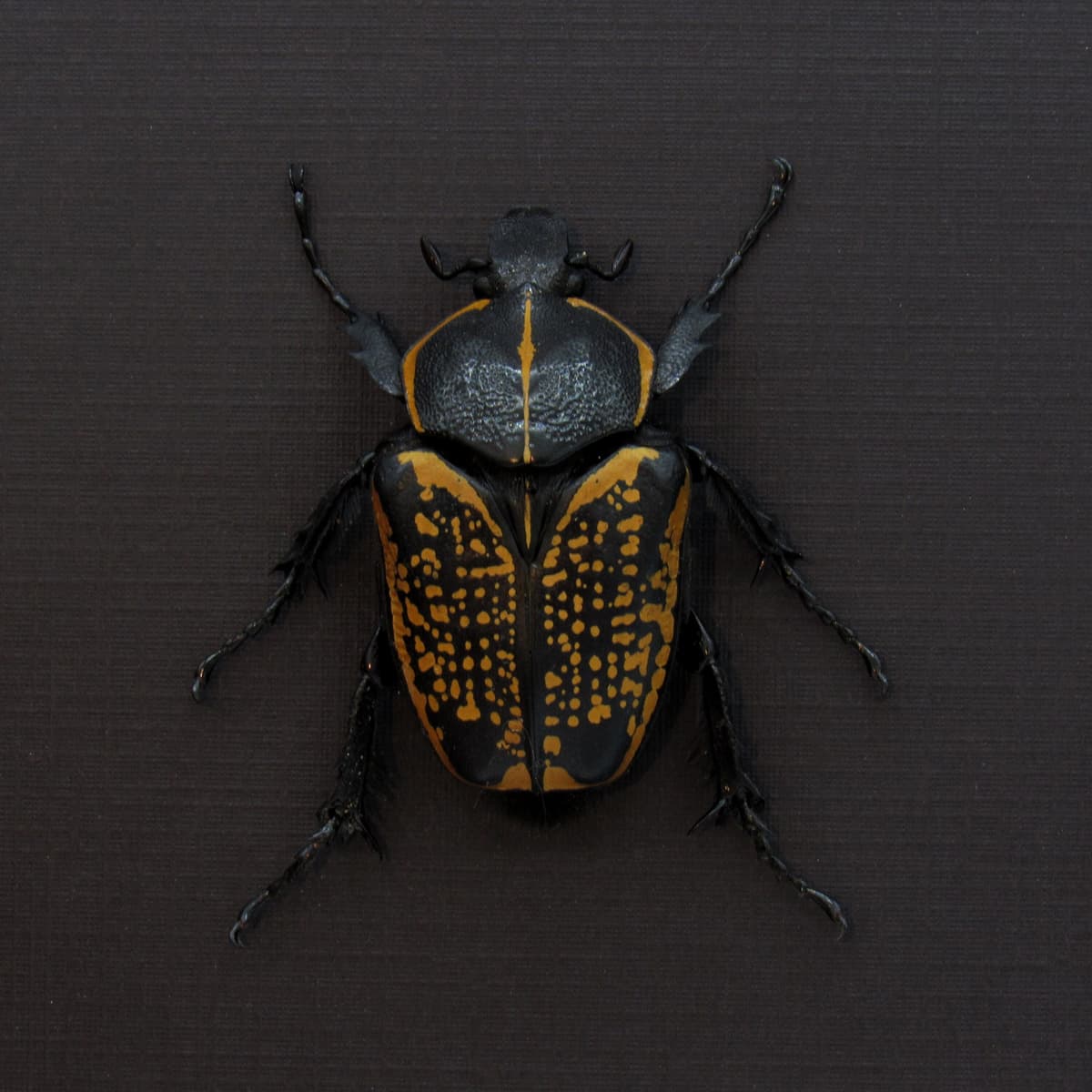 Large black and gold Scarab beetle framed taxidermy - Fornasinius fornasini - female