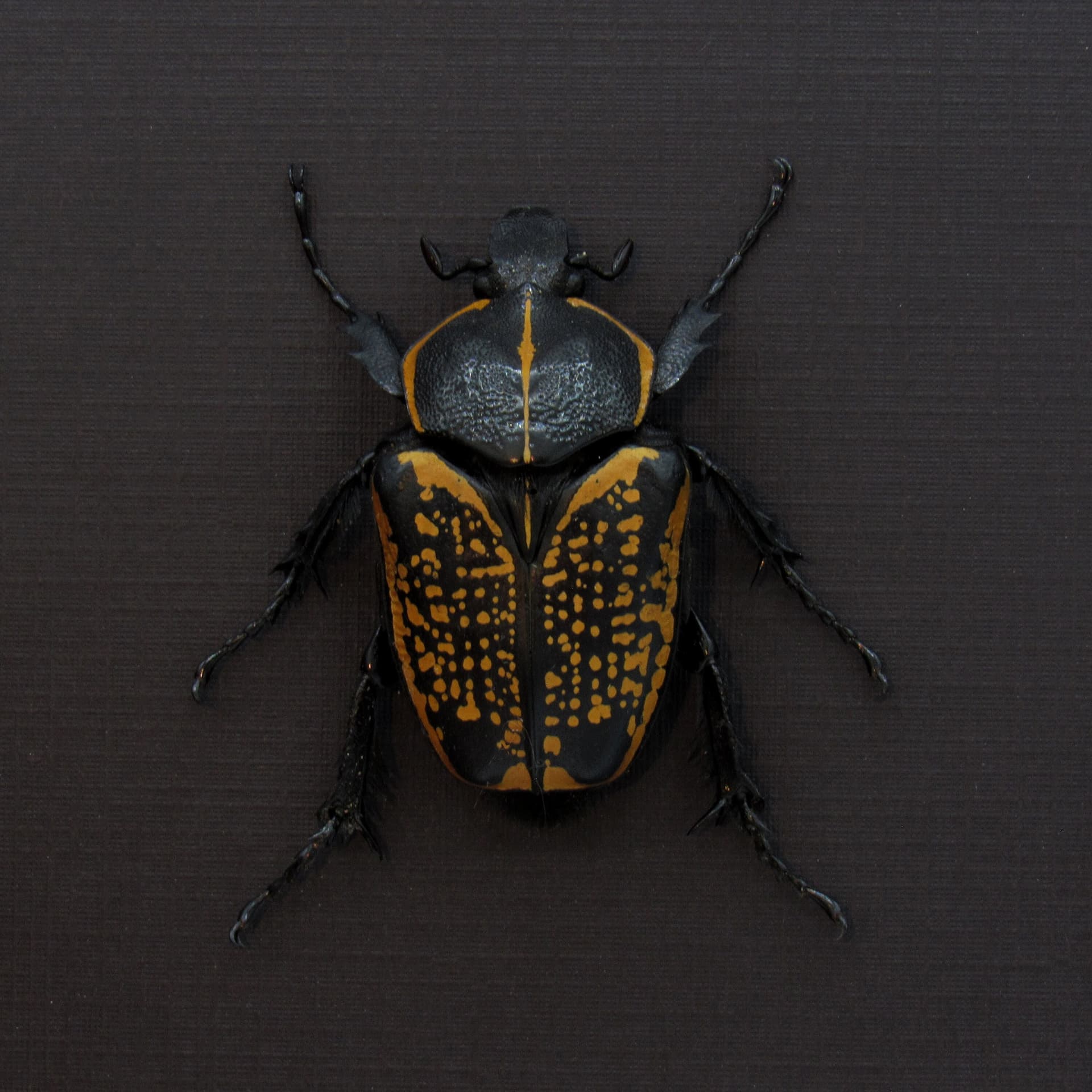 Large black and gold Scarab beetle framed taxidermy - Fornasinius fornasini - female