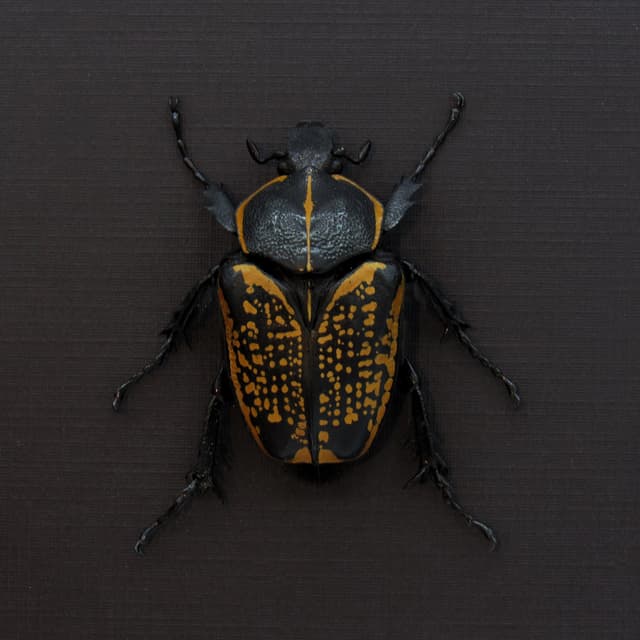 Large black and gold Scarab beetle framed taxidermy - Fornasinius fornasini - female