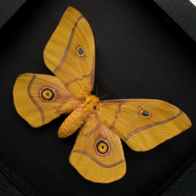 Real Giant Emperor moth framed taxidermy - Nudaurelia krucki - XXL size female